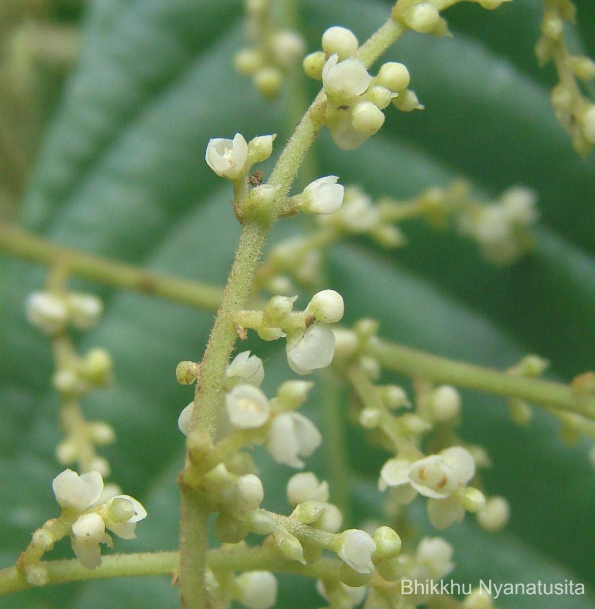 Meliosma simplicifolia (Roxb.) Walp.